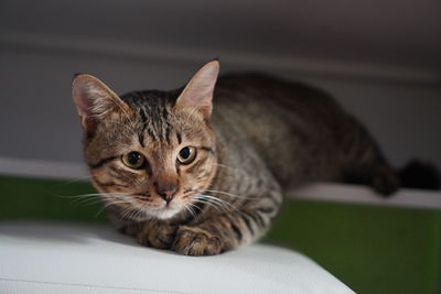 Close-up portrait of a cat