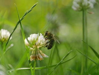 Close-up of bee on flowers