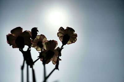 Close-up of flowers