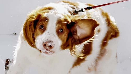 Close-up portrait of dog in water