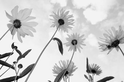 Close-up of daisy flowers