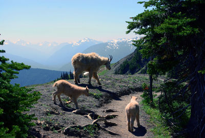 View of two horses on mountain against sky