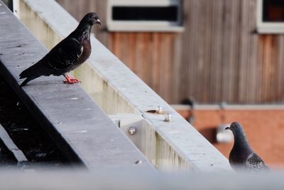 Pigeon perching on railing