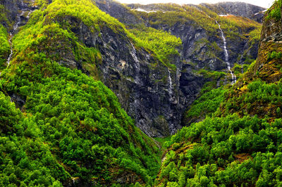 View of trees in forest