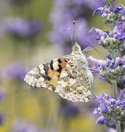 Close-up of butterfly pollinating on purple flower