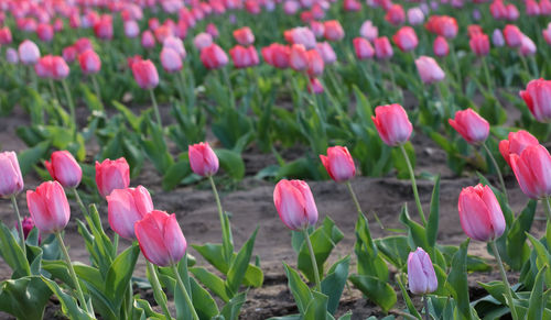 Close-up of pink tulip flowers on field