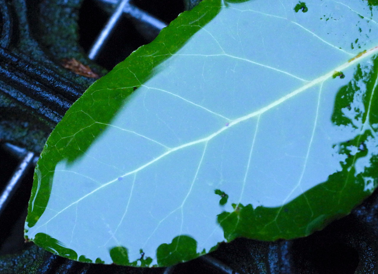 CLOSE-UP OF SPIDER WEB ON LEAVES
