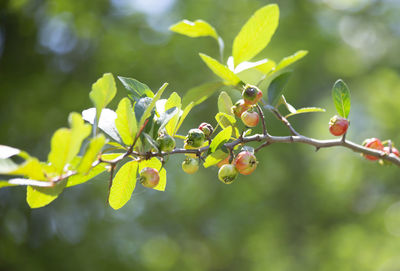 Small red berries growing on a bush in nature