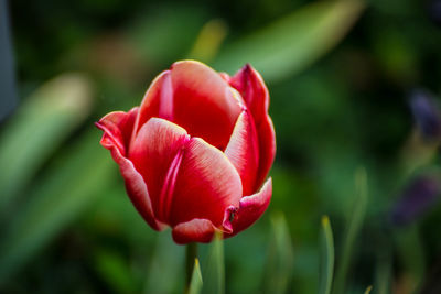 Close-up of red tulip