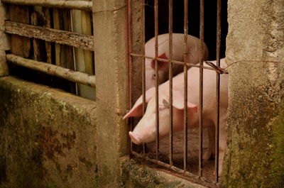 Pigs standing in shed