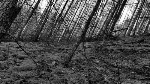 Bare trees in forest