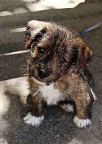 Portrait of a dog