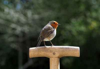 Close-up of bird perching on wooden post
