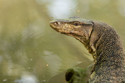Close-up of lizard on a lake