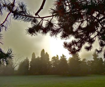 Bare trees on grassy field