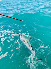 High angle view of fish swimming in sea