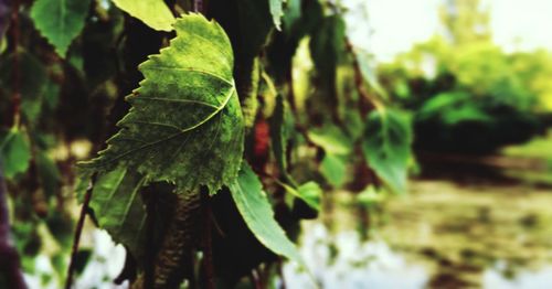 Close-up of leaves