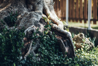 Close-up of green leaves on tree trunk