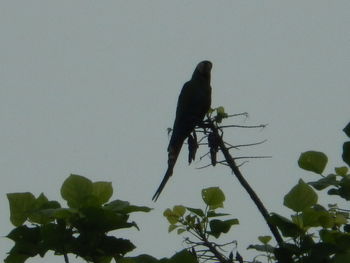 Low angle view of bird perching on plant against sky