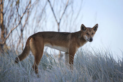 Side view of dingo standing on grassy field at fraser island