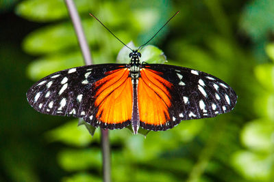 Close-up of butterfly on flower