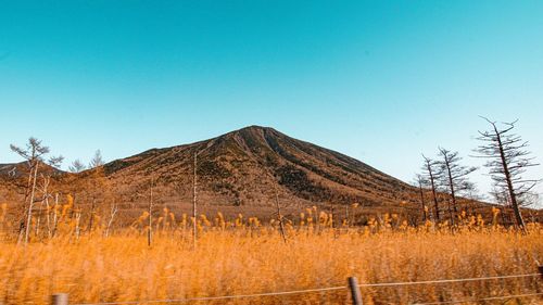 Scenic view of field against clear blue sky