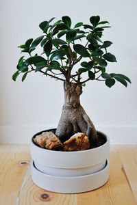 bonsai