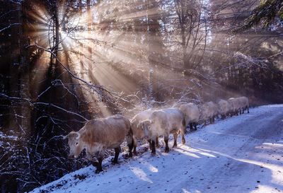 Cows walking on snow