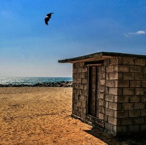 View of birds on beach