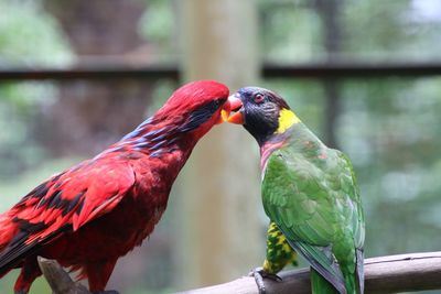 Close-up of two birds perching