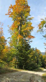 Trees in forest during autumn