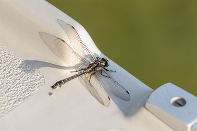 Close-up of fly