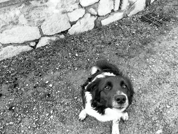 Portrait of dog