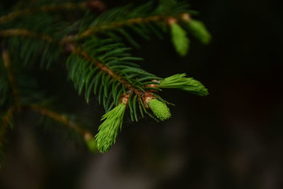 Close-up of pine tree