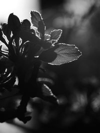 Close-up of flower tree