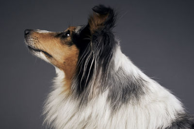 Close-up of dog looking away against black background