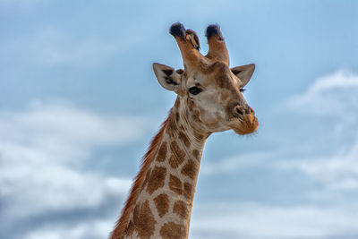 Portrait of giraffe against sky