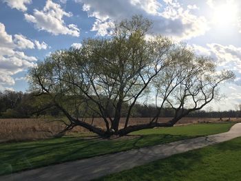 Bare trees on field against sky