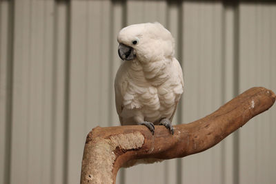 Cockatoo nature beauty