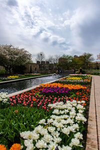 View of flowering plants in park against cloudy sky