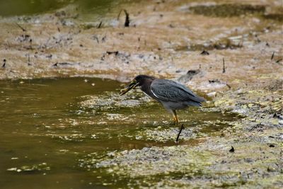 Bird perching on a lake