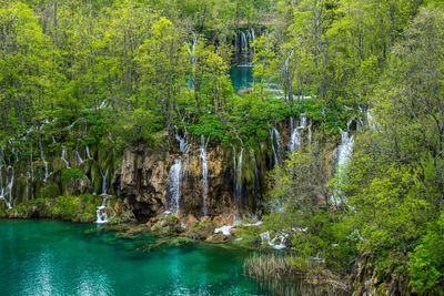 Scenic view of river in forest