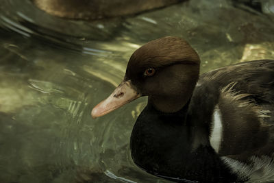 Close-up of duck swimming in lake