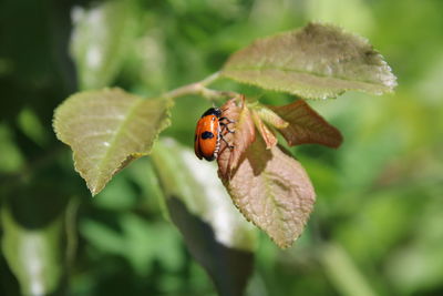 Close-up of ladybug on leaf