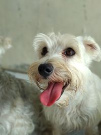 Close-up portrait of dog