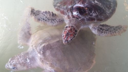 High angle view of turtle swimming in sea