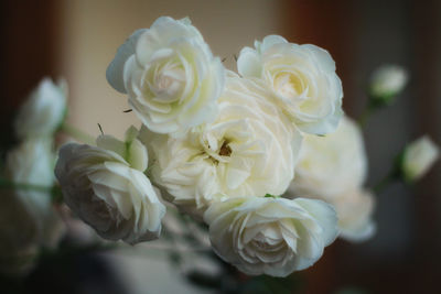 Close-up of white roses