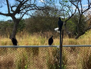 Bird perching on a fence