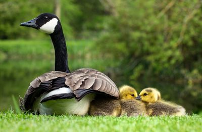 Close-up of canada goose with ducklings on field