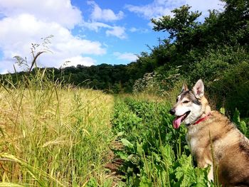 Wolfdog sitting by plants in field against sky